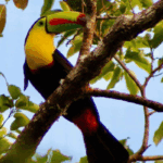 Toucan, Costa Rica