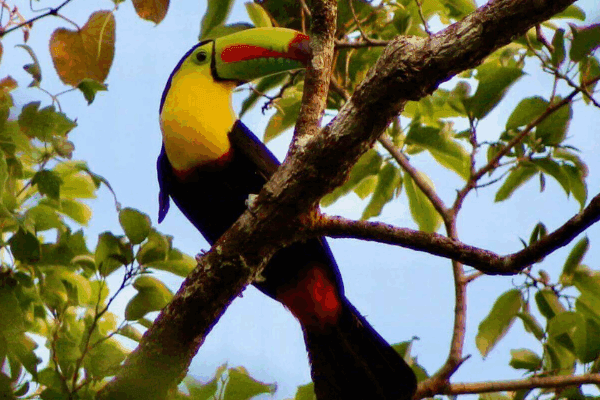 Toucan, Costa Rica