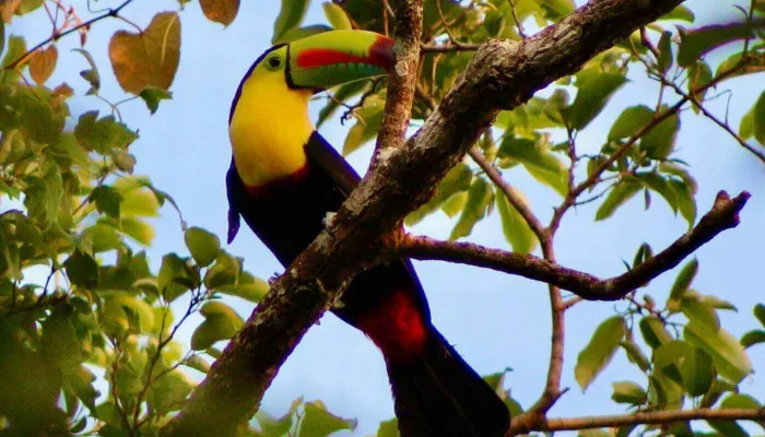 Toucan, Costa Rica