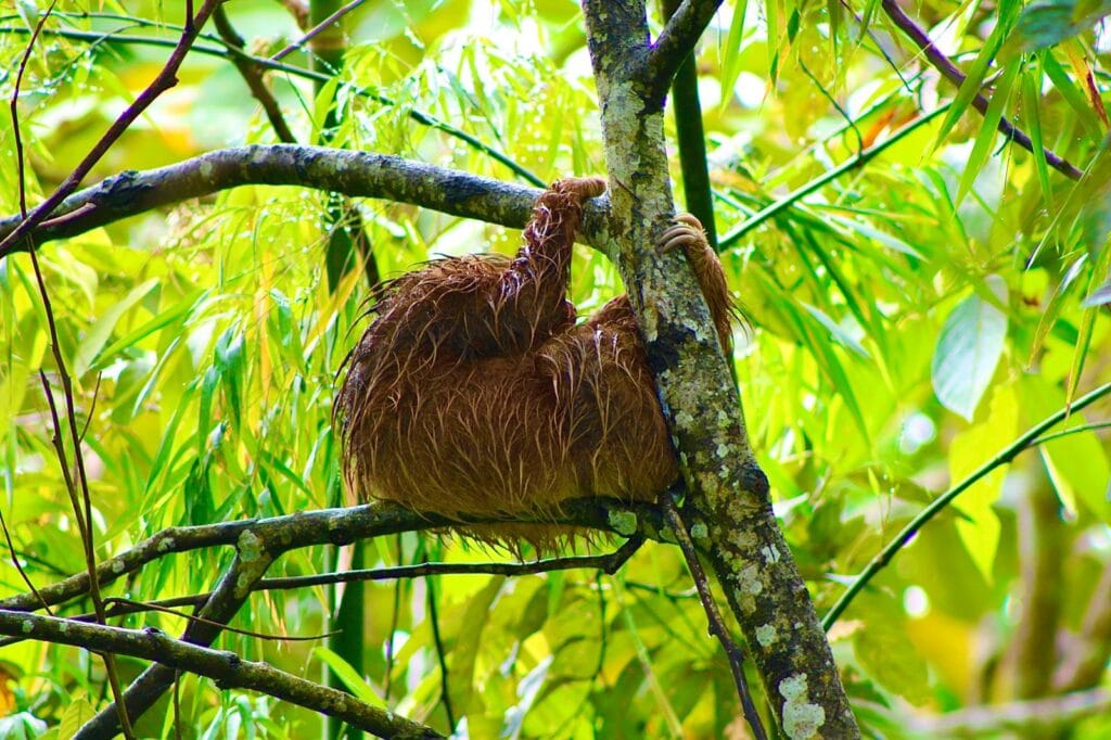 Sloth we saw outside our Airbnb in La Fortuna
