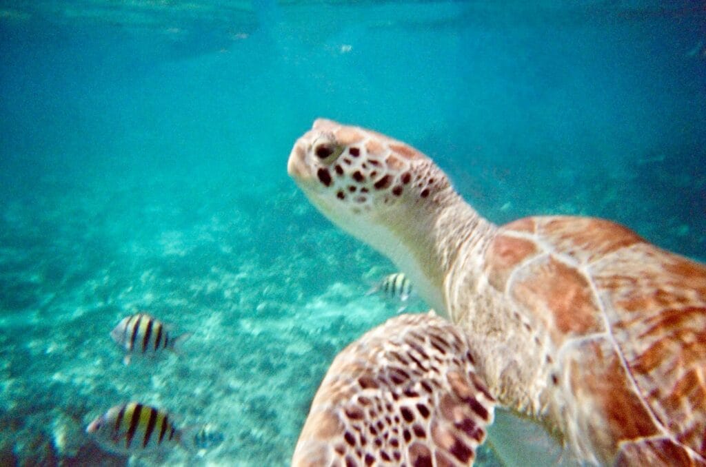 Snorkeling - Sea Turtle Visit the Dominican Republic - Snorkeling - Sea Turtle