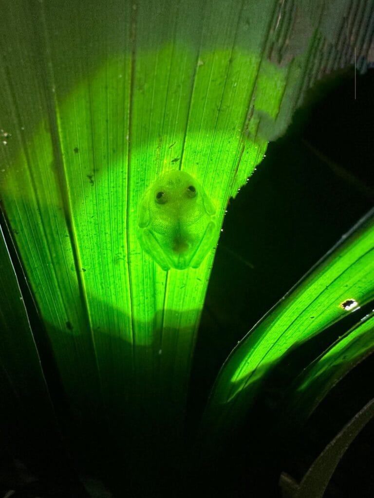 Night Hike - Costa Rica Packing List 