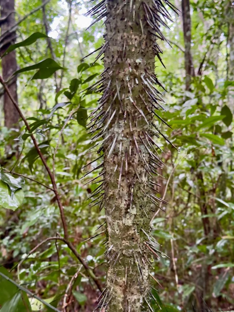 Spikey Tree - Trek To El Mirador Spikey Tree - Trek To El Mirador