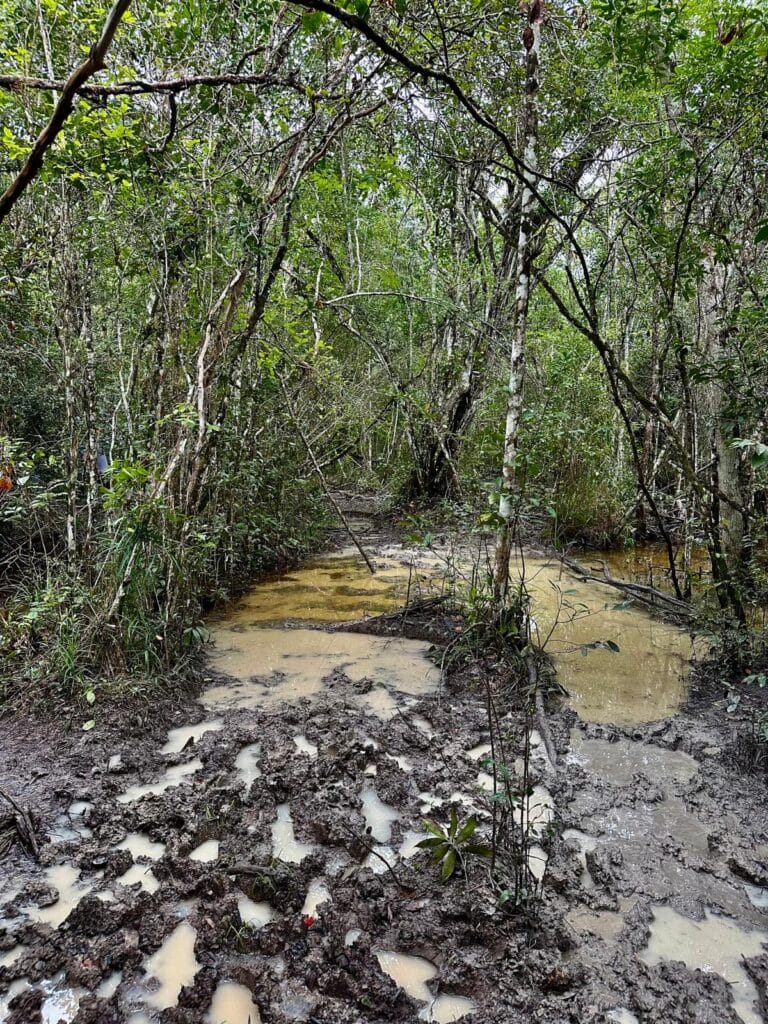 Parts of the path to El Mirador - Day 1 Parts of the path to El Mirador - Day 1