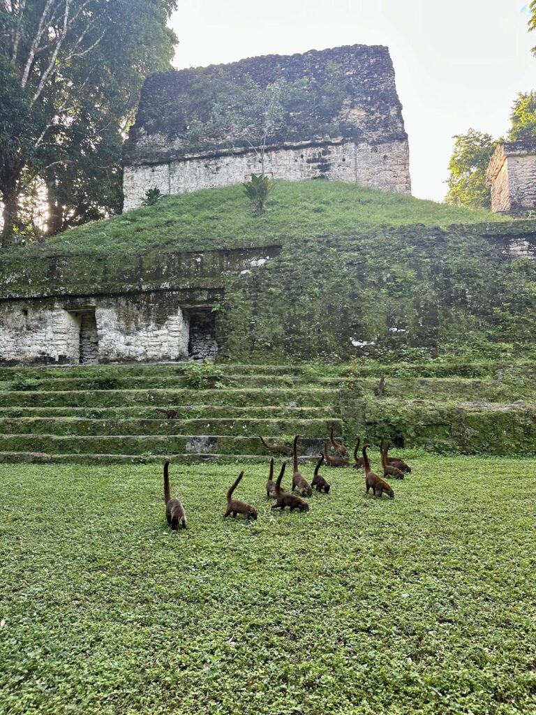 Coati in Tikal Coati in Tikal