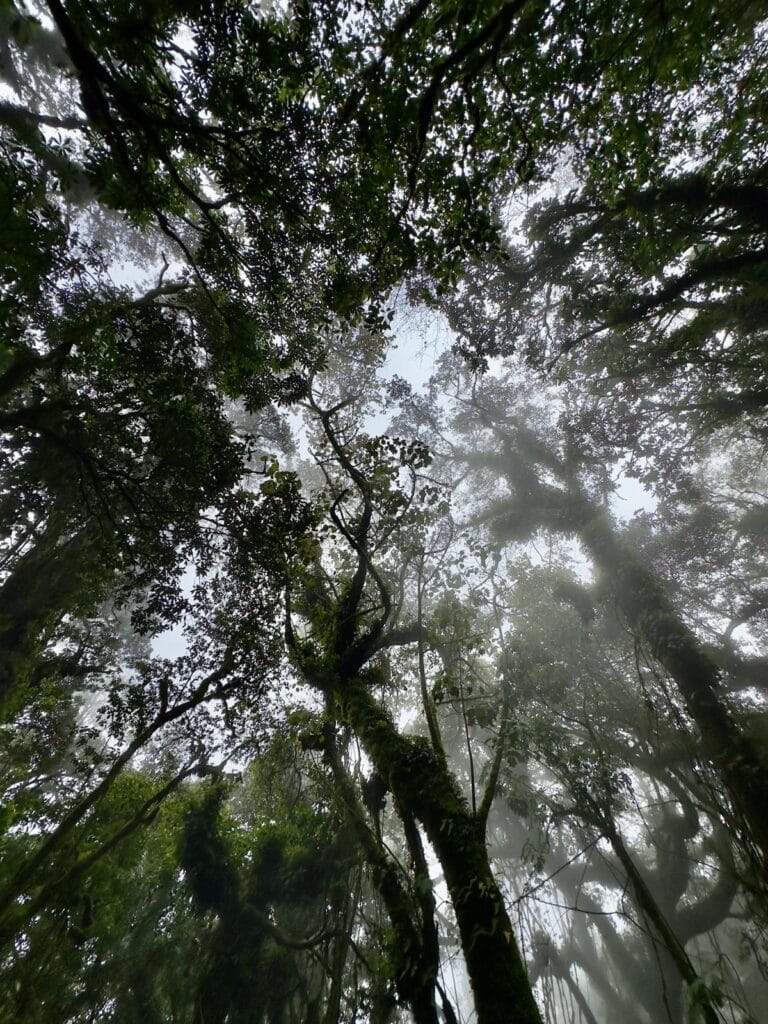 Cloud Forest