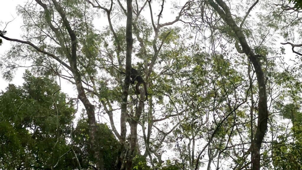 Spider Monkey Spider Monkey