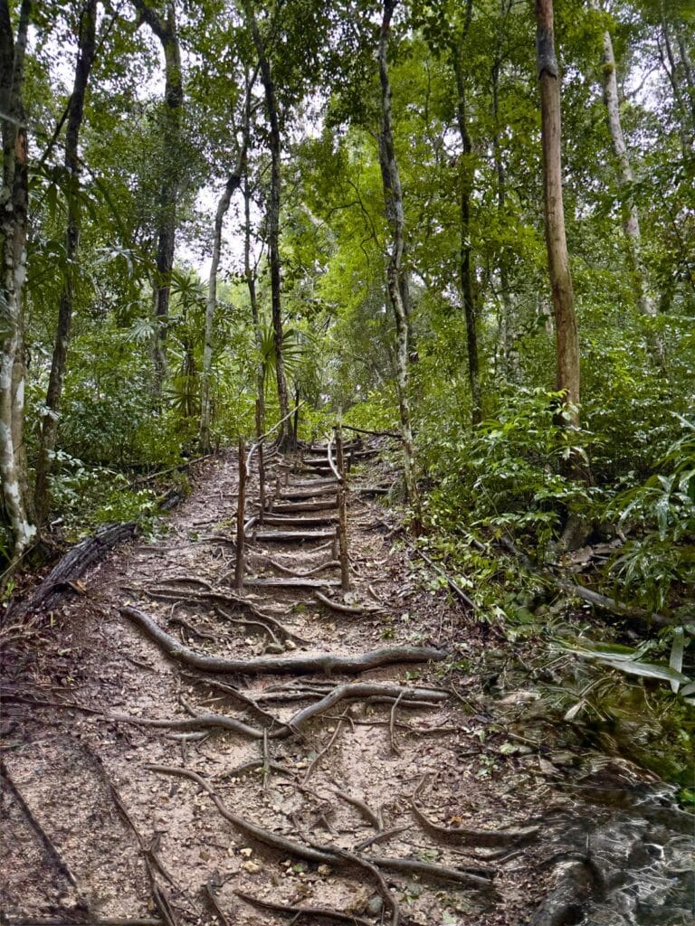 Morning Hike up El Tintal Pyramid Morning Hike up El Tintal Pyramid