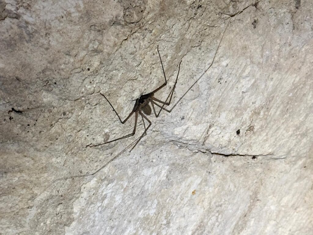 Cave Spider Cave Spider