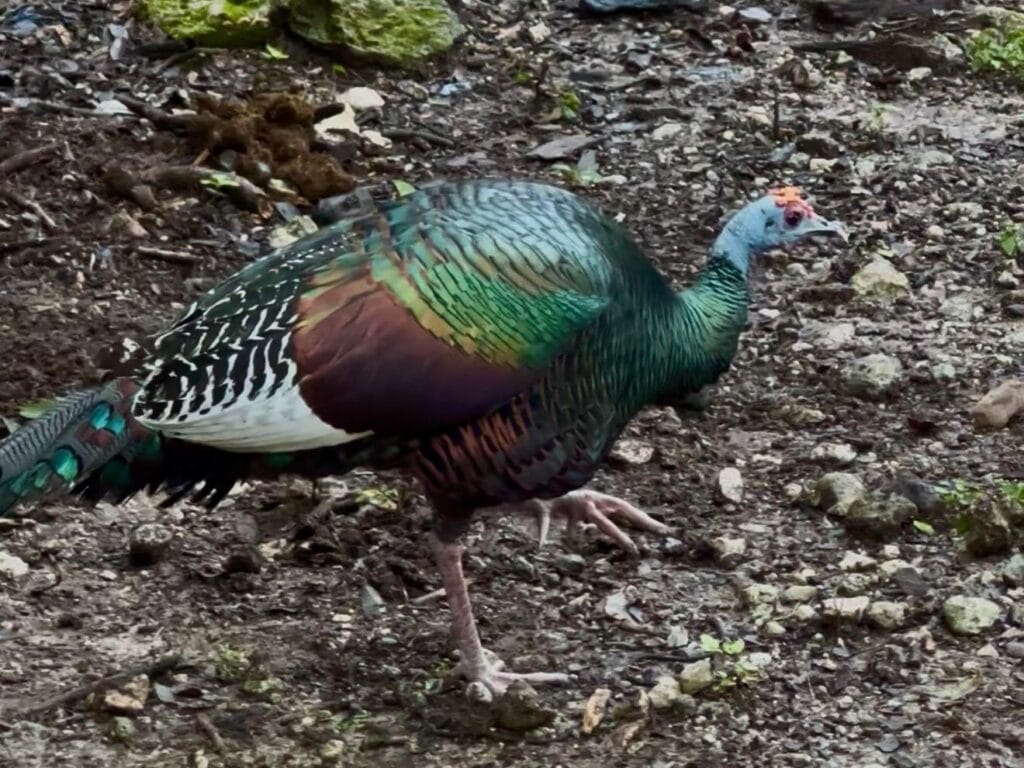 Ocellated Turkey Ocellated Turkey