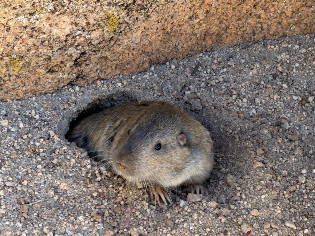 Barker Dam - Joshua Tree National Park Barker Dam