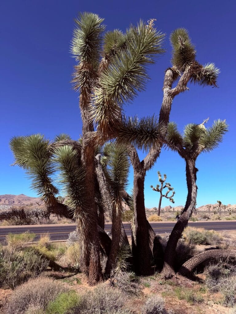 Joshua Tree Joshua Tree