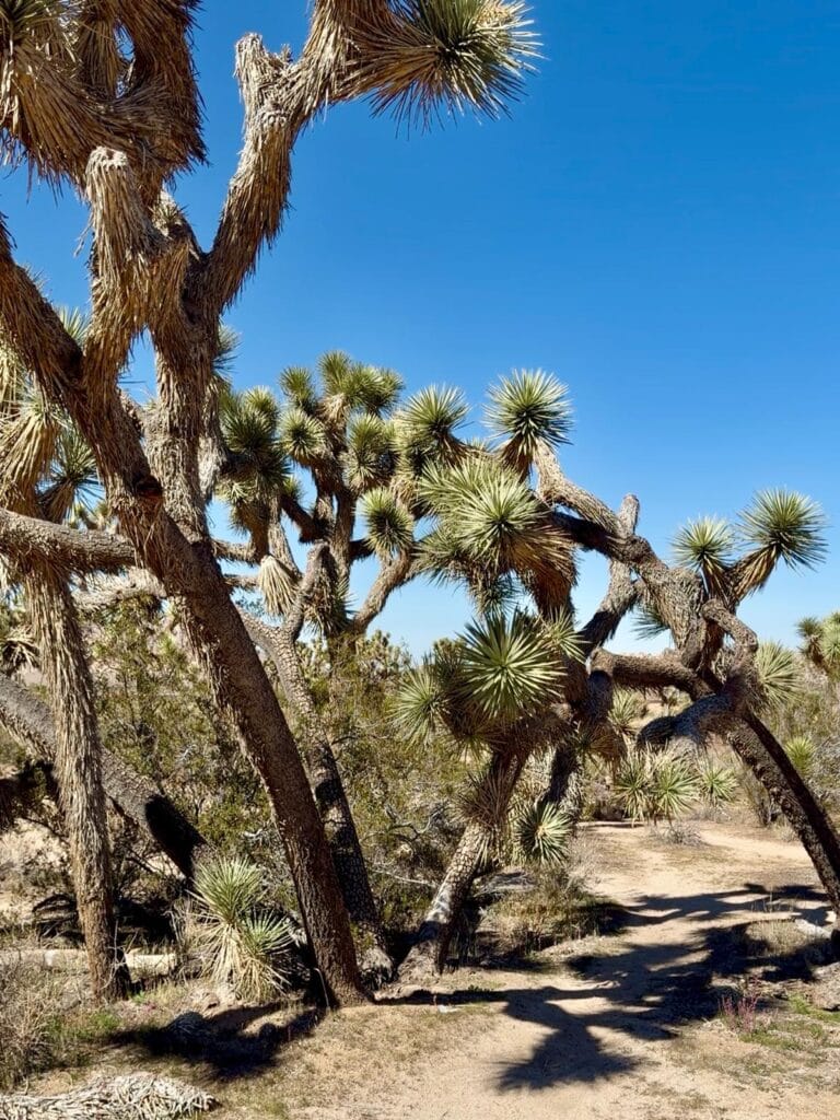 Joshua Tree Joshua Tree