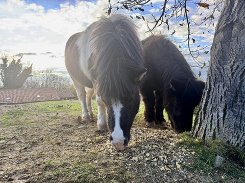 Horses at Agriturismo Lake Como, Italy