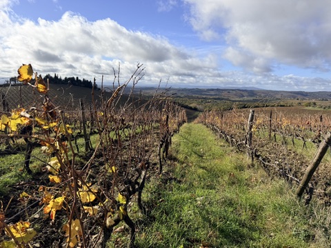 vines-at-brolio-castle-november Changing leaves at Brolio castle in November