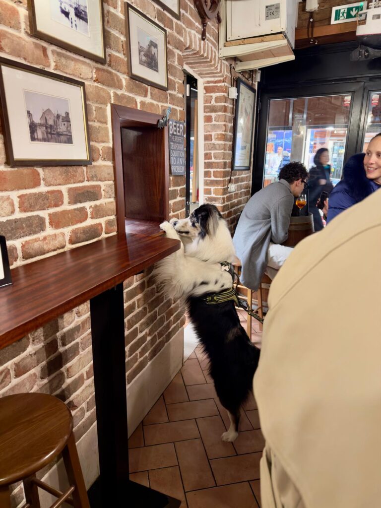 Dog ordering drinks in bar Venice, Italy