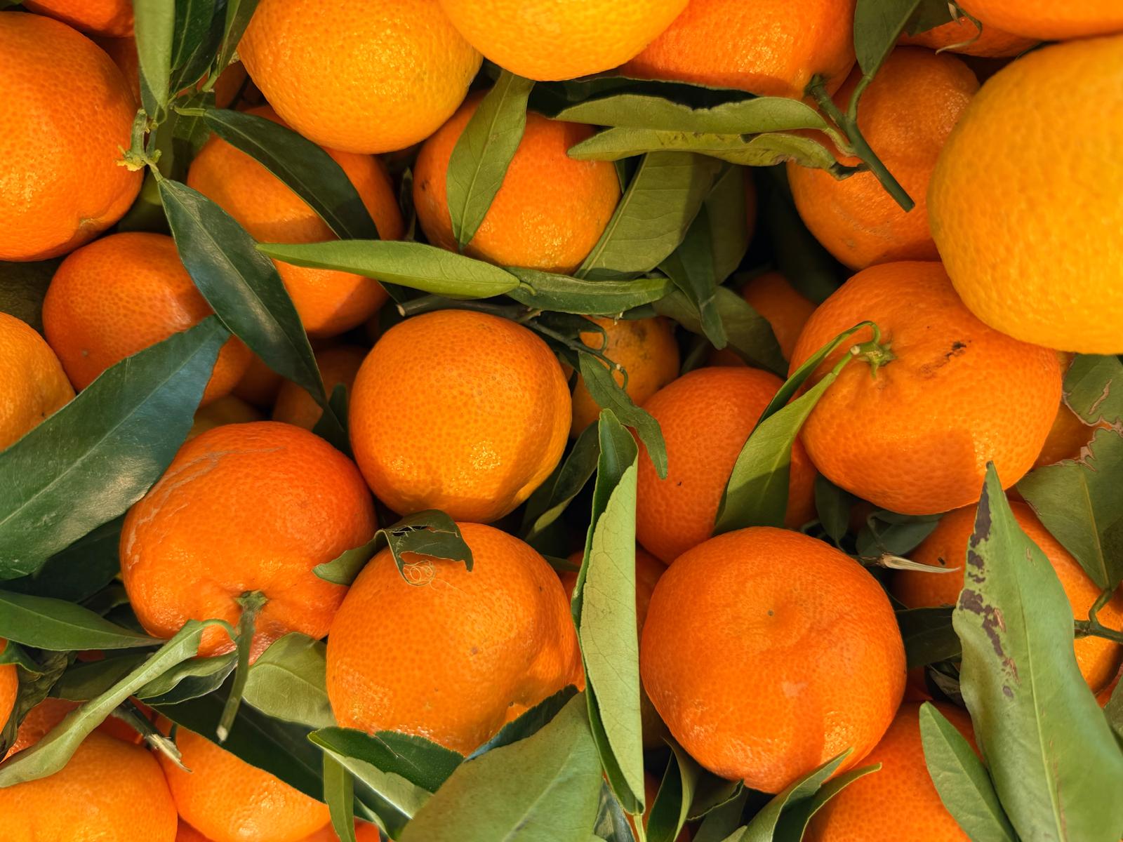 Colourful oranges in a market in Italy